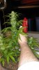 IMAG0527.jpg