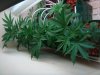 317499d1233912385-first-time-gowing-grow-tent-dsc02605.jpg