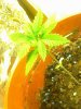 07-02-09_131639.jpg