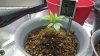 20160301_120239.jpg