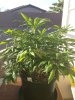 Orange Hill Special sick plant.jpg