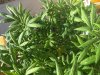 Orange Hill Special sick plant top.jpg