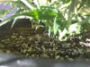 Orange Hill Special bottom of healthy plant.jpg