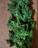 IMG_20160305_233025.jpg
