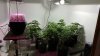 new flower room.jpg new flower room.jpg