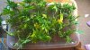 WP_20160308_00_20_42_Pro.jpg