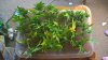 WP_20160308_00_20_47_Pro.jpg