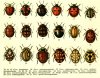 ladybugs.jpg