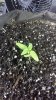 plant2.jpg plant2.jpg