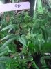 DSC01585.jpg