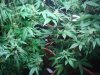 DSC01587.jpg