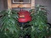 bugscreen-albums-first-grow-picture35475-3-weeks-12-12.jpg