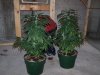 bugscreen-albums-first-grow-picture35474-3-weeks-12-12.jpg