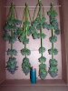 bugscreen-albums-first-grow-picture35473-100-4284.jpg