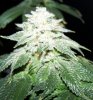 bugscreen-albums-first-grow-picture35470-bud3.jpg