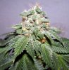 bugscreen-albums-first-grow-picture35469-bud2.jpg