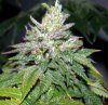 bugscreen-albums-first-grow-picture35468-bud1.jpg