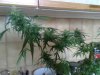06022009015.jpg