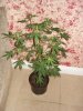 DSC02404.jpg