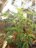 DSC02420.jpg