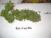 DSC00526.jpg