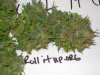 DSC00530.jpg