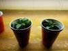 20160313_121007.jpg