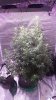 3-13-16 full frontal.jpg