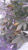 3-13-16 leaves in question.jpg