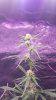 3-13-16 main flower.jpg