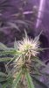3-13-16 flower close up.jpg