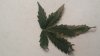 3-13-16 leaf 1.jpg