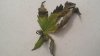 3-13-16 leaf 2.jpg