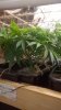 WP_20160315_003.jpg