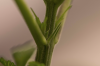srth.png