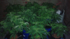 poly preflower 1.png poly preflower 1.png