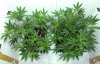 2016-03-19_foliar-top-b.JPG 2016-03-19_foliar-top-b.JPG