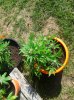 2015-08-01 17.04.01.jpg