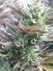 20160323_095954.jpg