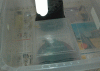 cl2.gif