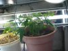 DSC03062.jpg