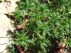Australian Bastard Cannabis_.jpg