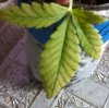 Leaf 2.jpg Leaf 2.jpg