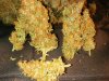Icemud_Tangie_strain_genetics (9).jpg