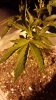 20160404_072347.jpg 20160404_072347.jpg