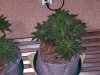 20160405_133305.jpg