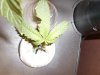 Grow #1 008.jpg