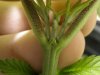 preflowers 001.jpg