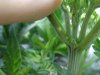 preflowers 002.jpg