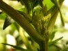 preflowers 003.jpg